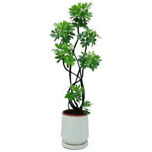 造型鸭脚木客厅大盆栽鸭掌木鹅掌柴室内绿植大型四季常青真花植物