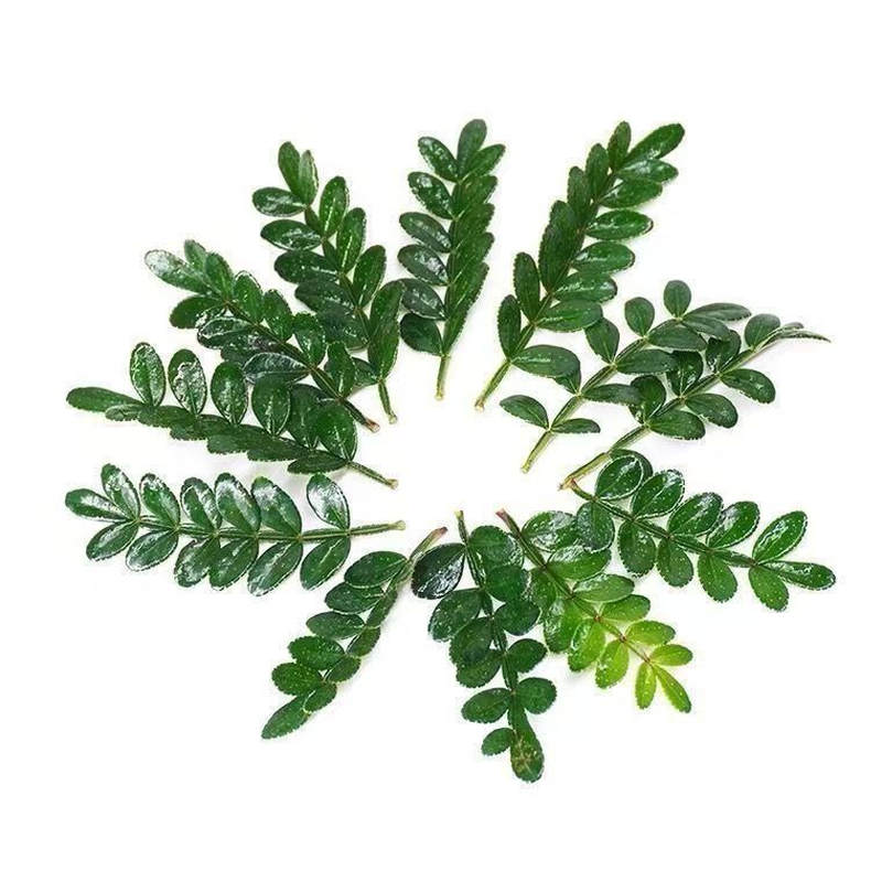 新鲜清香木叶子装饰摆盘花草