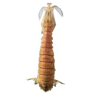 超大皮皮虾鲜活蒸熟全母带籽膏虾爬子北海新鲜特大濑尿虾海鲜水产