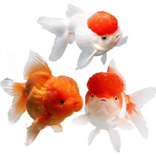 金鱼活鱼鸿运当头鹤顶红国狮活体冷水淡水鱼好养耐活锦鲤观赏鱼苗