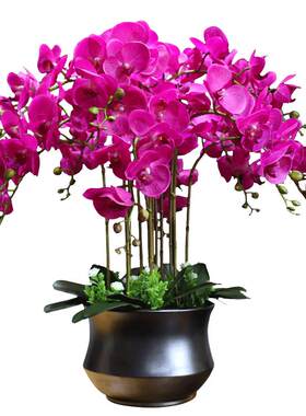 领沃蝴蝶兰盆栽带花苞鲜花高品质