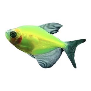 热带鱼天使鱼小型观赏鱼淡水鱼斑马鱼孔雀鱼群游鱼灯科鱼好养耐活