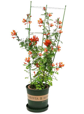 好养凌霄花苗阳台盆栽爬藤植物