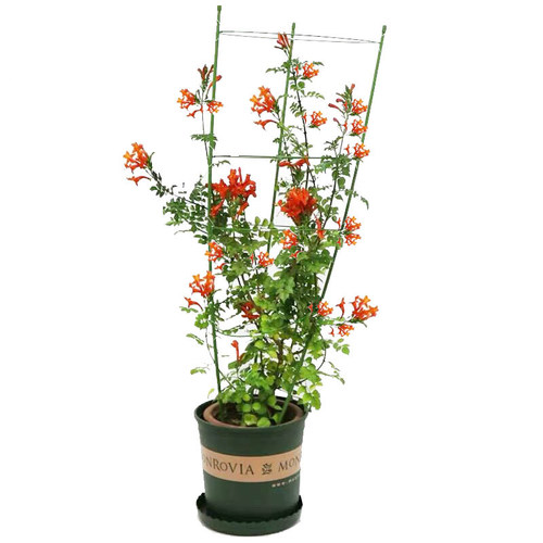 美国凌霄花苗盆栽阳台庭院围墙绿化藤本凌霄树苗爬藤植物攀援花卉