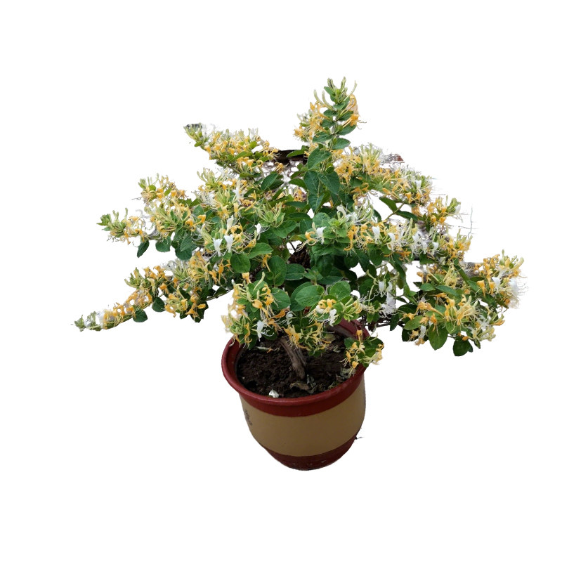 金银花树苗四季开花盆栽地栽耐寒藤本花卉南北方种植可食用药材苗