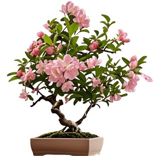 四季垂丝海棠花期超长树苗盆栽老桩庭院地栽四季花卉绿植大全