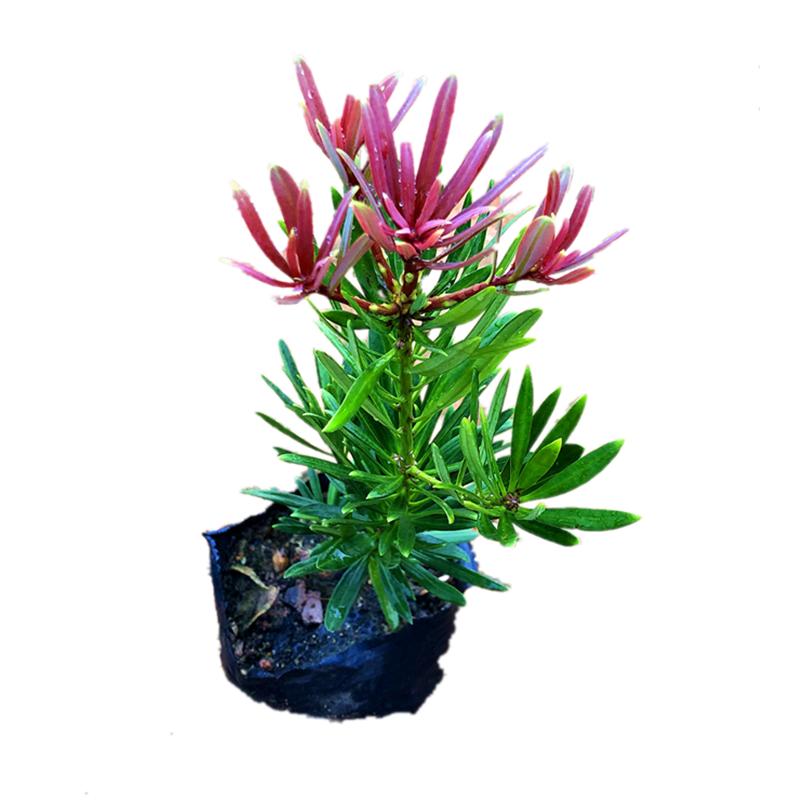 海岛红芽四季红罗汉树大型盆栽办公室内名贵发财幸福绿植树苗