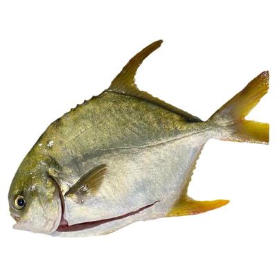 北海金鲳鱼新鲜杀好深海鱼鲜活去鳃去内脏冰鲜冷冻特大开腹金昌鱼