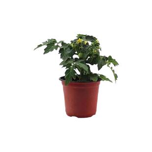 番茄苗秧矮生老品种高产普罗旺斯沙瓤黑珍珠圣女果西红柿种苗盆栽