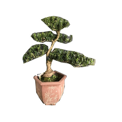 实生造型罗汉松庭院常青迎客松