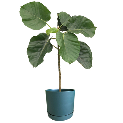 爱心榕室内阳台观叶绿植盆栽