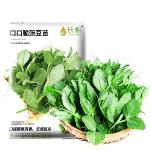 无须豌豆尖种子籽苗尖春四季高产菜种子豌豆苗大全蔬菜种孑荷兰豆