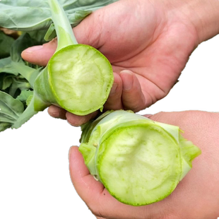 鸡腿芥兰菜种籽四季蔬菜种孑大全菜园阳台盆栽菜苗头广东芥兰种子