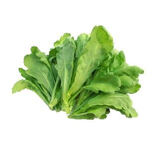 大叶茼蒿菜籽种农家茼蒿种子光杆茼蒿籽阳台种植盆栽青菜蔬菜种籽