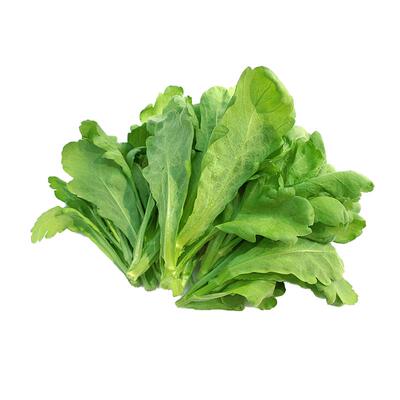 大叶茼蒿菜种子皇帝菜种籽