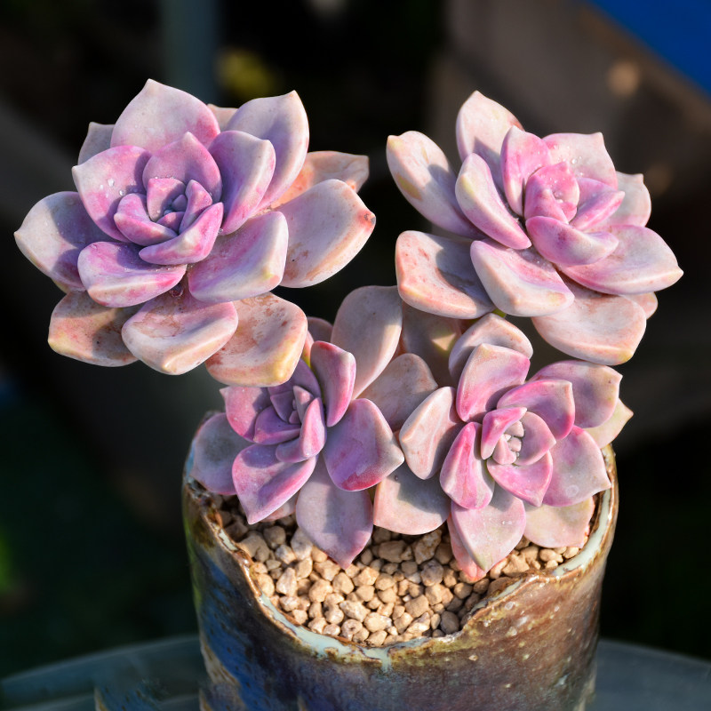 紫乐多肉植物盆景老桩大颗好养精品肉肉盆栽大株老桩多肉稀有品种