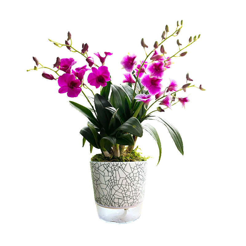 好养活带花苞石斛兰室内书房送盆