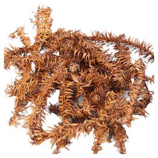 新鲜干货杉树叶真叶子干花滴胶杯垫手工制作书签相框材料装饰道具