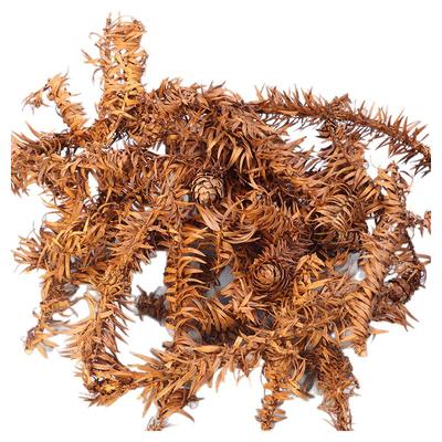 杉树叶真叶子手工制作书签相框