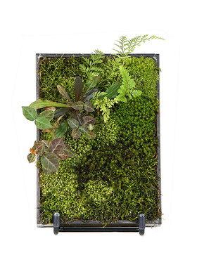 植觉苔藓相框桌面景观摆件