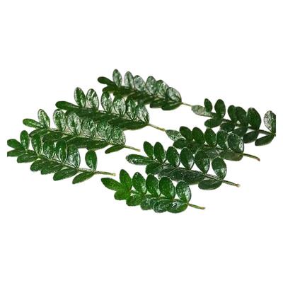 鸡尾酒甜品调酒蛋糕装饰点缀绿植盆栽清香木叶子薄荷芽迷迭香植物