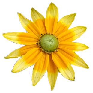 虹越园艺家花卉种苗蓝盆花风铃草洋桔梗花烟草大滨菊花苗盆栽阳台