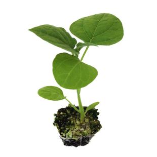 广东菜苗番茄茄子苗秧丝瓜西红柿辣椒圣女果苗四季盆栽蔬菜小秧苗