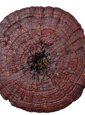 90-95厘米天然灵芝禅意文房摆件