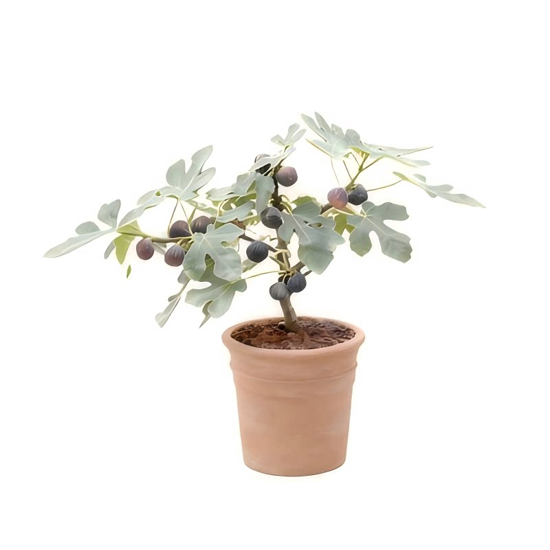 无花果树果苗盆栽南北方种植园艺家格莱斯芭劳奈波姬红青皮多年生