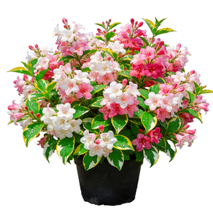 【彩叶】花叶锦带盆栽四季观赏花卉庭院阳台花灌木耐寒易活绿植苗