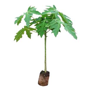 木瓜苗矮化红肉大青水果黄金木瓜树苗大白四季结果盆栽南北方带土