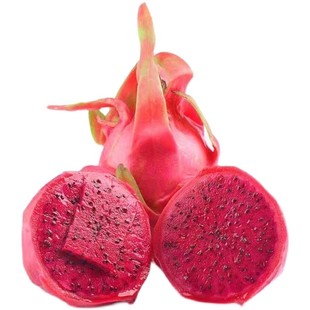 蜜玄龙火龙果苗红皮红肉火龙果树苗当年结果蜜甜多汁阳台盆栽地栽