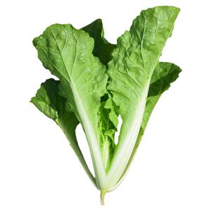 白帮小白菜种子四季播青菜种籽快菜籽农家庭院阳台盆栽蔬菜种孑籽