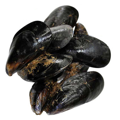 鲜活海虹包鲜包肥物美价廉批发价