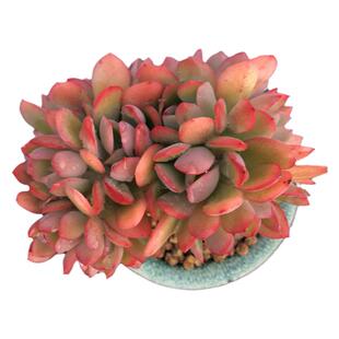 绮罗多肉老桩绮罗缀化阳台多肉植物组合盆栽绿植花卉办公室内新手