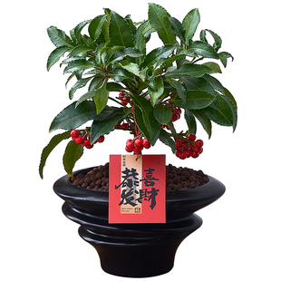 【2025款年宵花】富贵籽盆栽带花寓意花卉绿植客厅桌面植物送礼