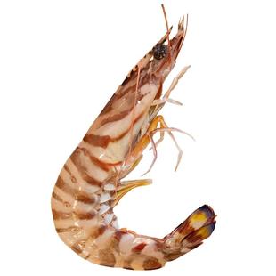 舟山野生新鲜活速冻竹节虾九斑节虾东海水产黑虎对虾明虾海鲜水产