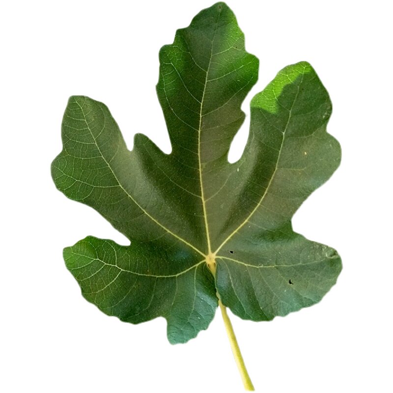 新鲜无花果叶子现摘痔疮特效树枝