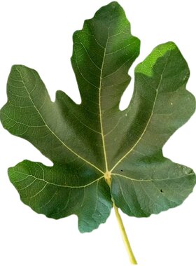 新鲜无花果叶子现摘痔疮特效树枝