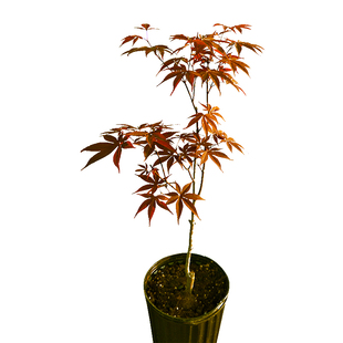 马洋亭下枫树盆栽 红枫树苗庭院主树花园植物槭树鸡爪槭阳台盆景