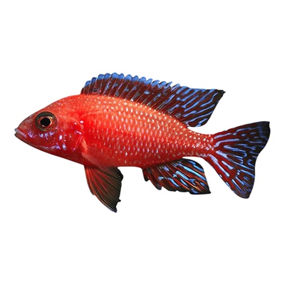 马鲷非洲王子小型淡水观赏鱼包邮