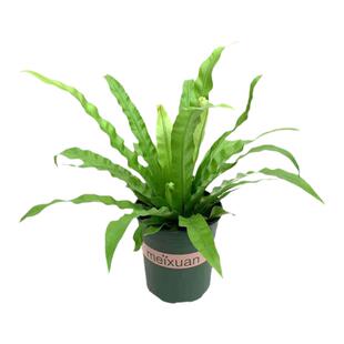 鸟巢蕨盆栽山苏花王冠蕨苗室内办公桌面花卉四季常青易养护雨林缸