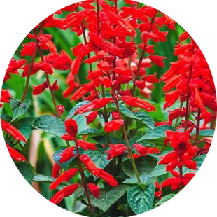 一串红盆栽花籽四季播种开花易活高矮杆园林工厂景观绿化花卉种子