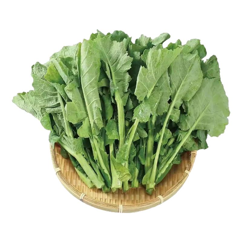 板蓝根青菜苔种子甜脆菜苔籽种农家菜园板蓝根小青菜四季蔬菜种孑