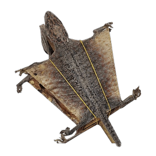 蛤 蚧干货一对蛤芥中药补肺益肾定喘大蛤蚧蛤酒蛤蚧粉中药饮片CF