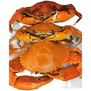 三只装红膏蟹公蟹奄仔蟹~东山岛海鲜红鲟膏蟹燕母处子蟹 青蟹鲜活