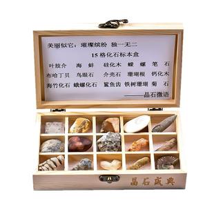 天然化石标本小学科学课海螺菊石礼盒玩具鲨鱼牙齿原石石头摆件