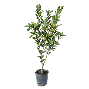 广西第三代金桔树苗嫁接苗大果柑橘蜜甜金桔果树盆栽地栽四季种植