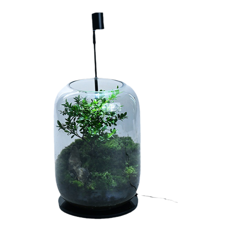小叶赤楠假山绿植微景观盆栽青苔微景观造景缸水培植物盆景绿植石