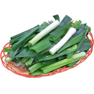 现挖现发蒜苗当季新鲜蔬菜红皮青蒜苗农家大蒜香蒜苗